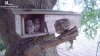 little owls.jpg