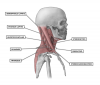 CF_Lateral_Cervical_Muscles_r1-1600x1372.png