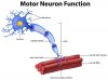 a-vector-of-motor-neuron-function.jpg
