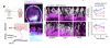 Screen Shot 2024-06-20 at 6.44.31 pm.png