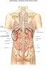 anatomy-of-torso-right-side-human-left-abdomen-female-organ-as-the - Copy_LI.jpg