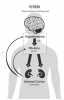 hpa-axis-stress-response.png