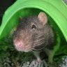 rodentguy