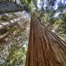 Cedar